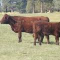 2011 Eight Year Old Cow 325R R  Steer Calf 325w R