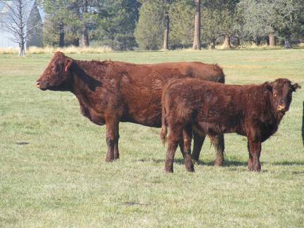 2011 Eight Year Old Cow 325R R  Steer Calf 325w R