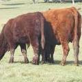 2011 Eight Year Old Cow 389W R  Steer Calf 389w R
