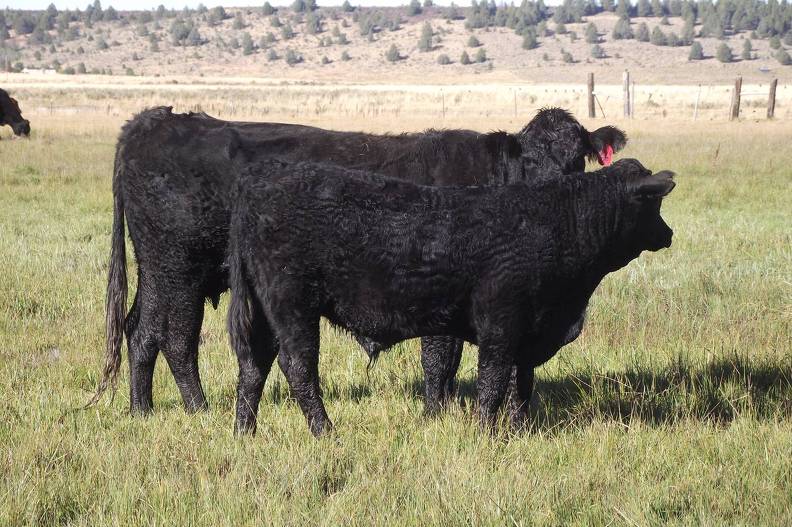 2011 Five Year Old Cow 669R B_ Steer Calf 669w B.JPG