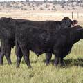 2011 Five Year Old Cow 669R B  Steer Calf 669w B