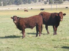2011 Four Year Old Cow 751W R  Steer Calf 751w R 2