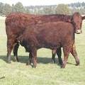 2011 Four Year Old Cow 751W R  Steer Calf 751w R 3