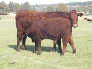 2011 Four Year Old Cow 751W R  Steer Calf 751w R 3