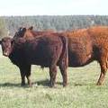 2011 Fourteen Year Old Cow 730W R  Steer Calf 730w R