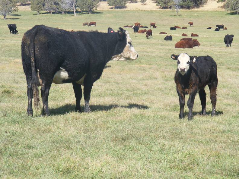 2011 Nine Year Old Cow 202R Bwf_ Steer Calf 202w Bwf.JPG