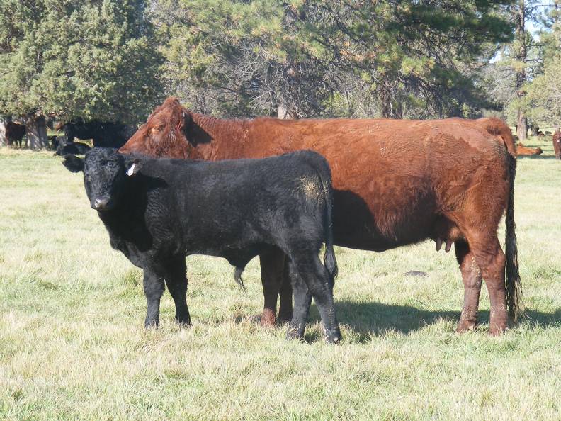 2011 Seven Year Old Cow 408R R_ Steer Calf 408w B.JPG