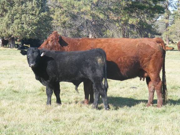 2011 Seven Year Old Cow 408R R  Steer Calf 408w B