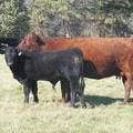 2011 Seven Year Old Cow 408R R  Steer Calf 408w B