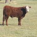 2011 Steer Calf 033w Rwf