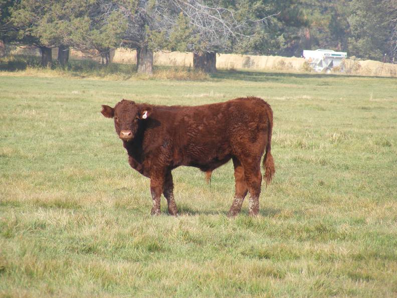 2011 Steer Calf 066w R 2.JPG