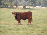 2011 Steer Calf 066w R