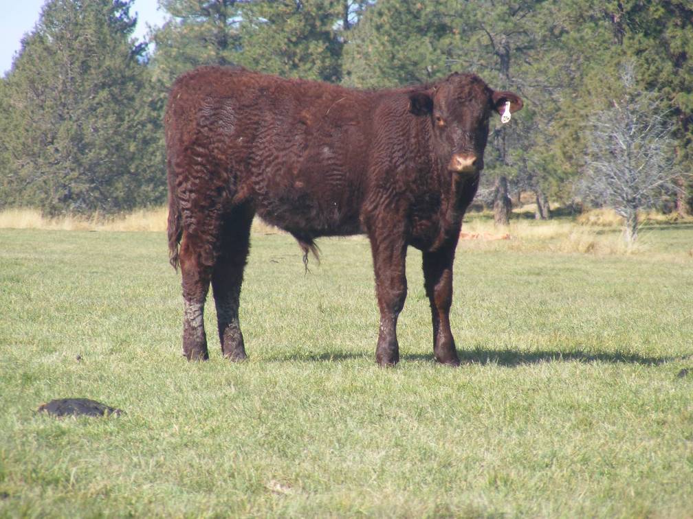 2011 Steer Calf 72ww R