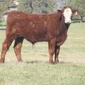 2011 Steer Calf 100w Rwf