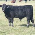 2011 Steer Calf 126w B