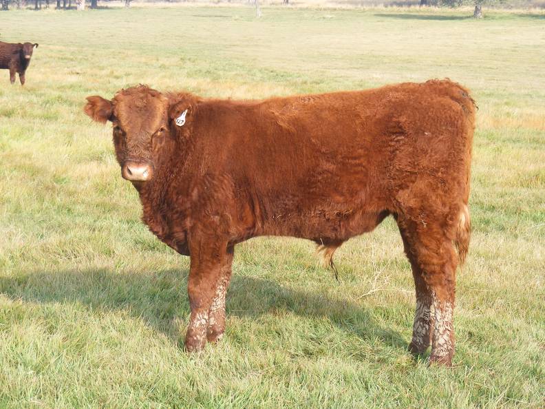 2011 Steer Calf 127w R.JPG