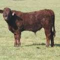 2011 Steer Calf 309w R