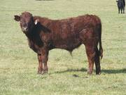 2011 Steer Calf 309w R