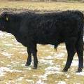 SOLD 2016 Yearling Bull 420