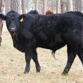 SOLD 2016 Yearling Bull 877