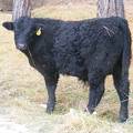 SOLD 2016 Yearling Bull 007