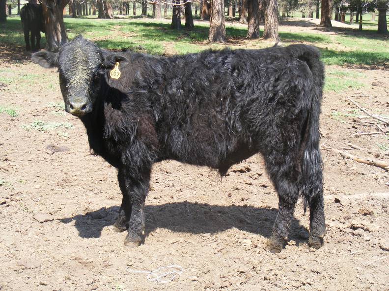 SOLD 2016 Yearling Bull 007