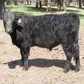 SOLD 2016 Yearling Bull 007