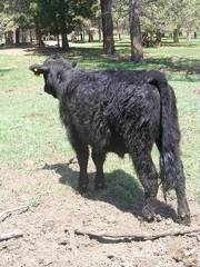 SOLD 2016 Yearling Bull 007