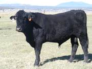 311 Coming Two Year Old Bull