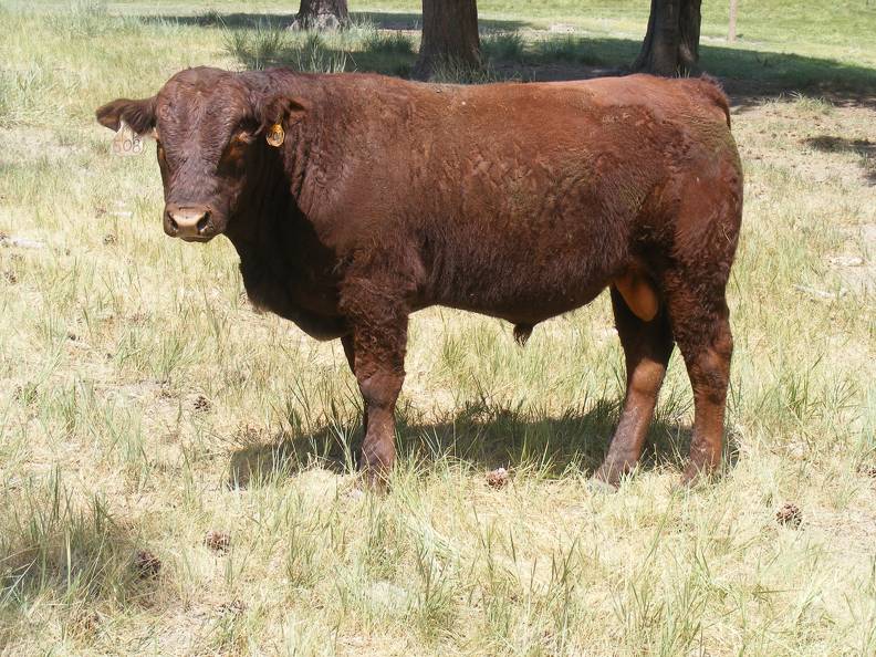 2016 Two year Old Bull 508
