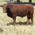 2016 Two year Old Bull 508