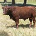 2016 Two year Old Bull 508