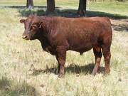 2016 Two year Old Bull 508