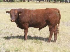 SOLD 2016 Two Year Old Bull 511