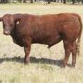 SOLD 2016 Two Year Old Bull 511