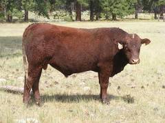 2016 Two year Old Bull 513