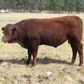 2016 Two year Old Bull 513