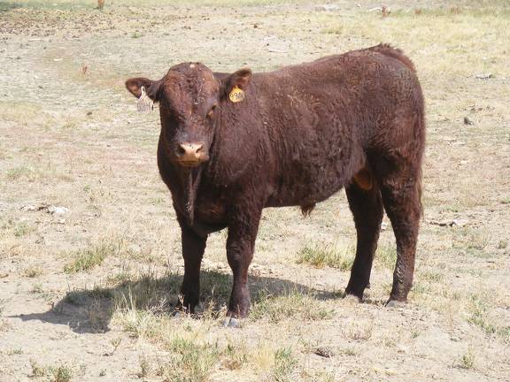 2016 Two year Old Bull 524