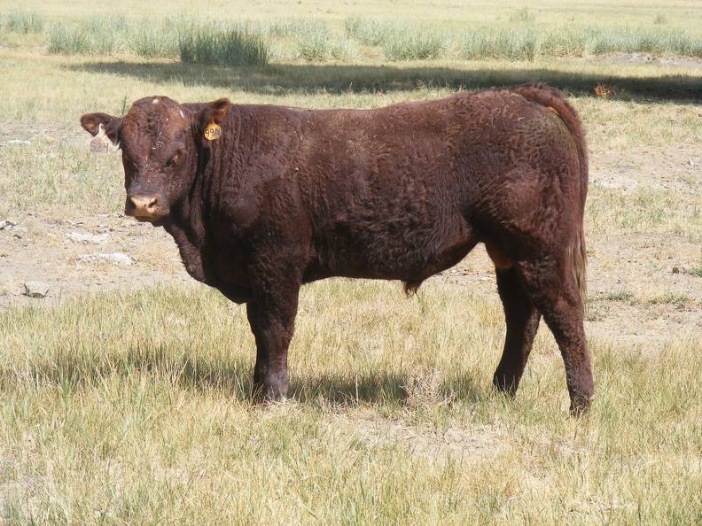 2016 Two year Old Bull 524