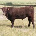 2016 Two year Old Bull 524