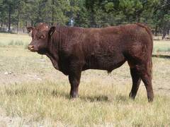 2016 Two year Old Bull 524