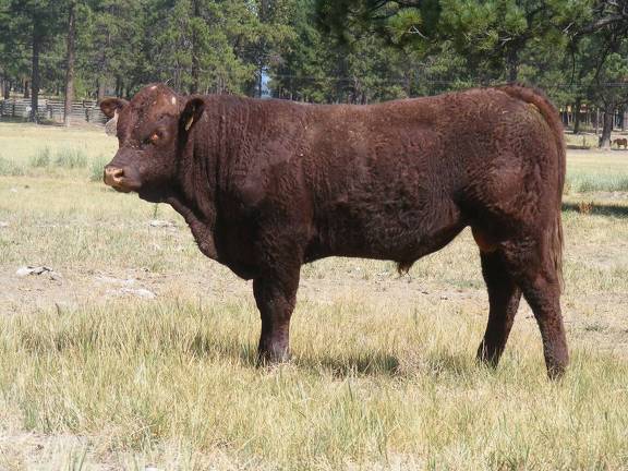 2016 Two year Old Bull 524
