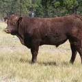 2016 Two year Old Bull 524