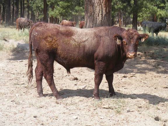 SOLD 527 Two Year Old Bull 2016