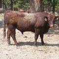 SOLD 527 Two Year Old Bull 2016