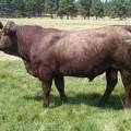 2016 Two year Old Bull 529