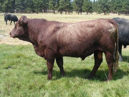 2016 Two year Old Bull 529