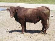 2016 Two year Old Bull 529