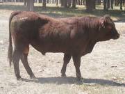 2016 Two year Old Bull 529