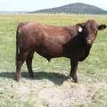 SOLD 2016 Two Year Old Bull 538